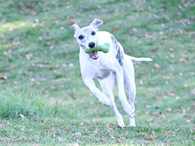 Kennel Magic Colour whippet