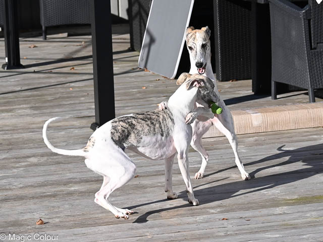Kennel Magic Colour whippet