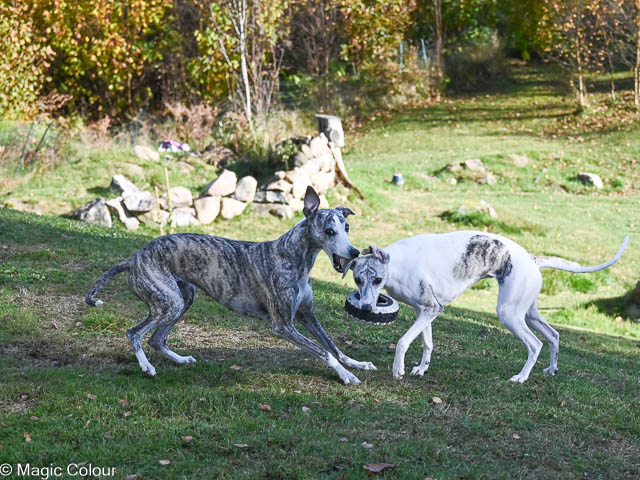 Kennel Magic Colour whippet