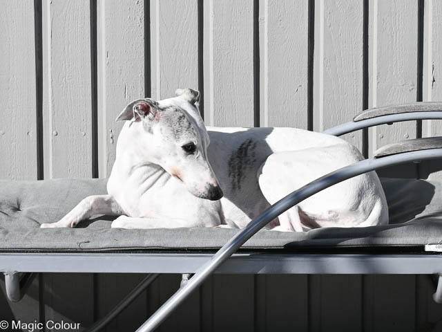 Kennel Magic Colour whippet
