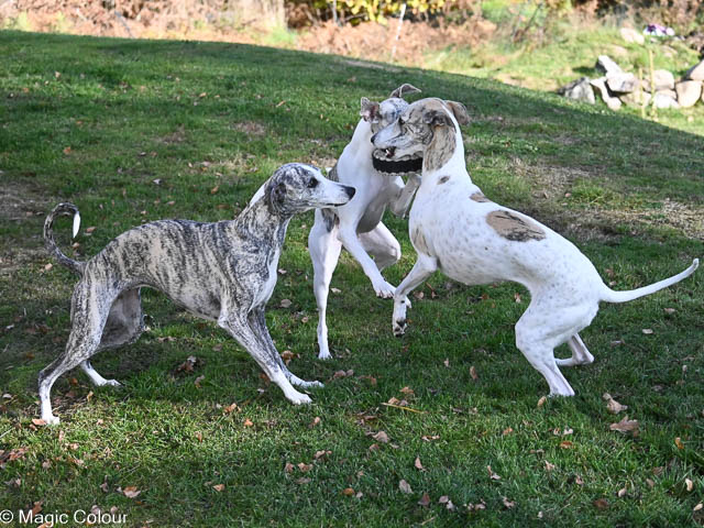 Kennel Magic Colour whippet