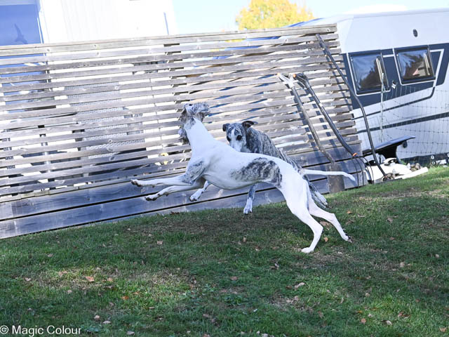 Kennel Magic Colour whippet