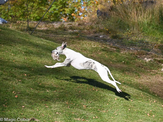 Kennel Magic Colour whippet