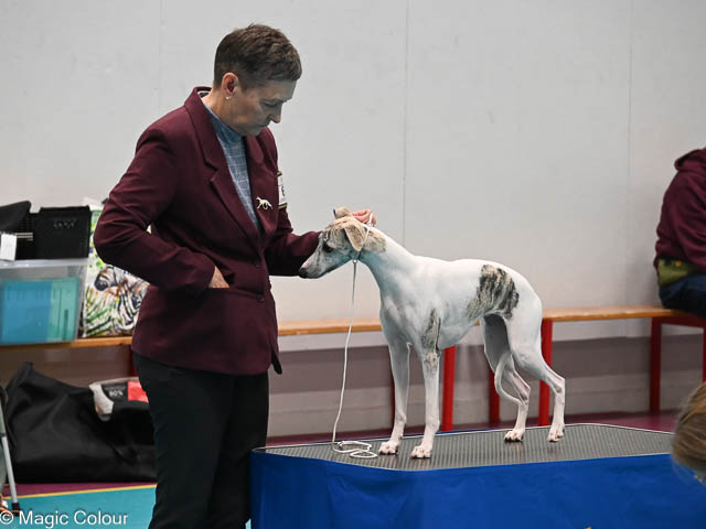 Kennel Magic Colour whippet