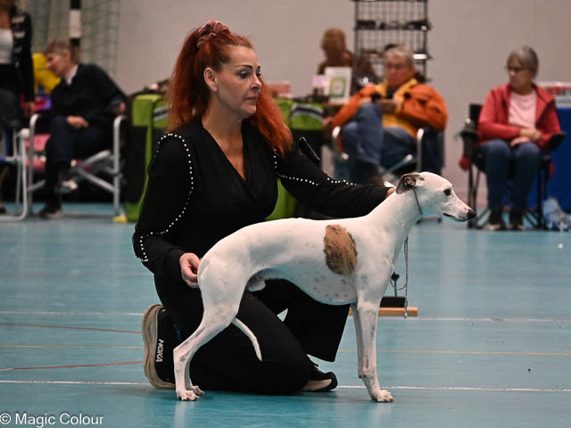 Kennel Magic Colour whippet