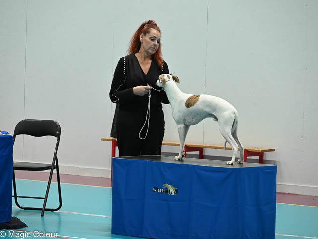 Kennel Magic Colour whippet