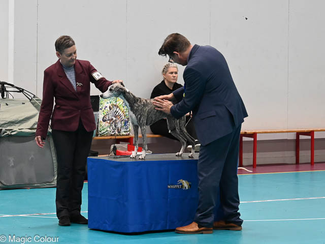 Kennel Magic Colour whippet
