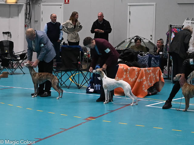 Kennel Magic Colour whippet