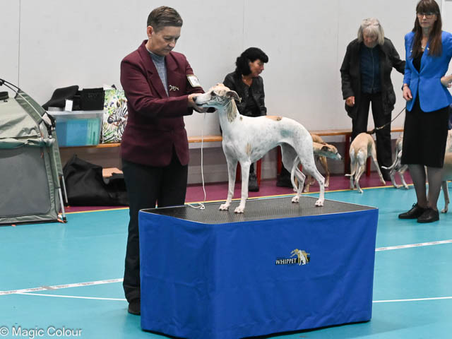 Kennel Magic Colour whippet