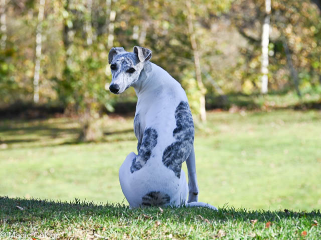 Kennel Magic Colour whippet