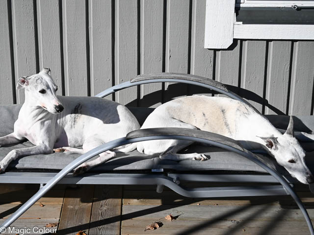 Kennel Magic Colour whippet