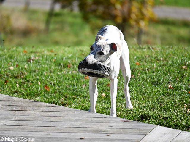 Kennel Magic Colour whippet