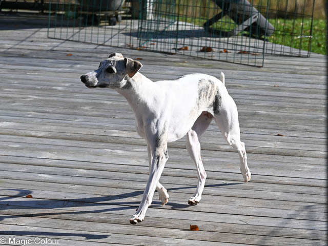 Kennel Magic Colour whippet
