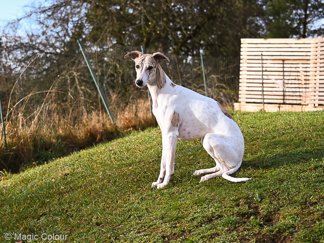 Kennel Magic Colour whippet