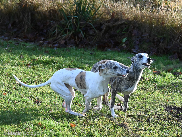 Kennel Magic Colour whippet