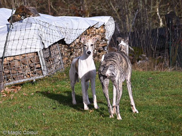 Kennel Magic Colour whippet