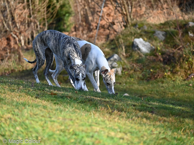 Kennel Magic Colour whippet