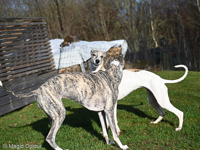 Kennel Magic Colour whippet