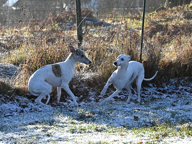 Kennel Magic Colour whippet