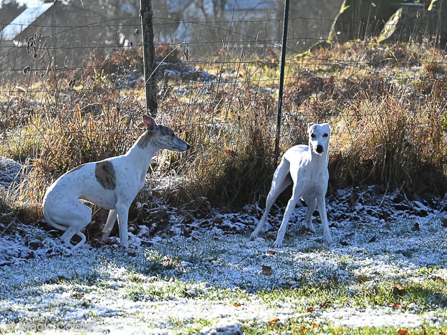 Kennel Magic Colour whippet