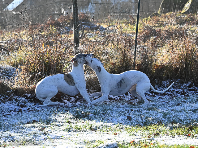 Kennel Magic Colour whippet