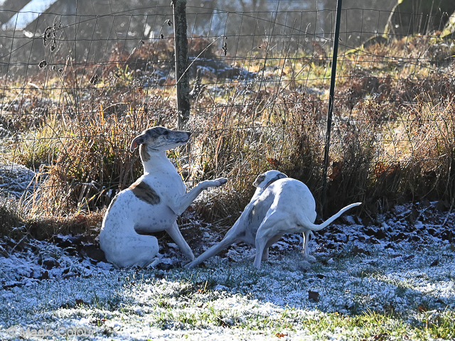 Kennel Magic Colour whippet