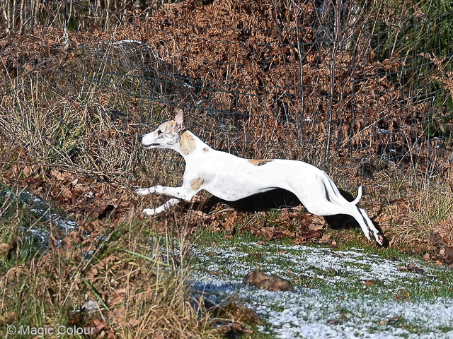 Kennel Magic Colour whippet