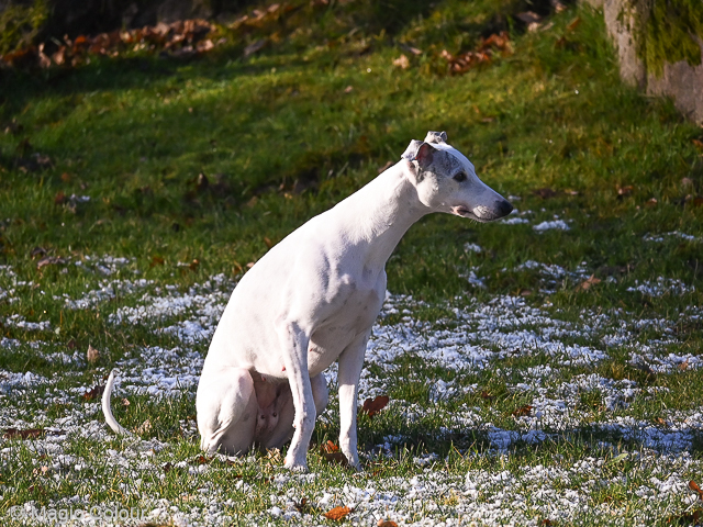 Kennel Magic Colour whippet