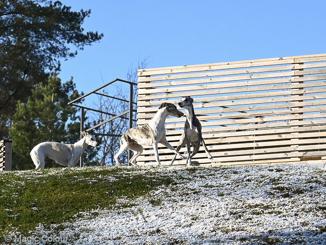 Kennel Magic Colour whippet