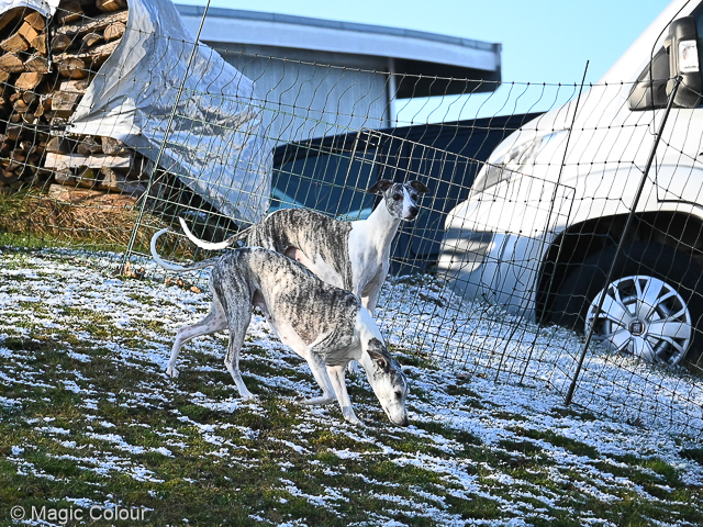 Kennel Magic Colour whippet