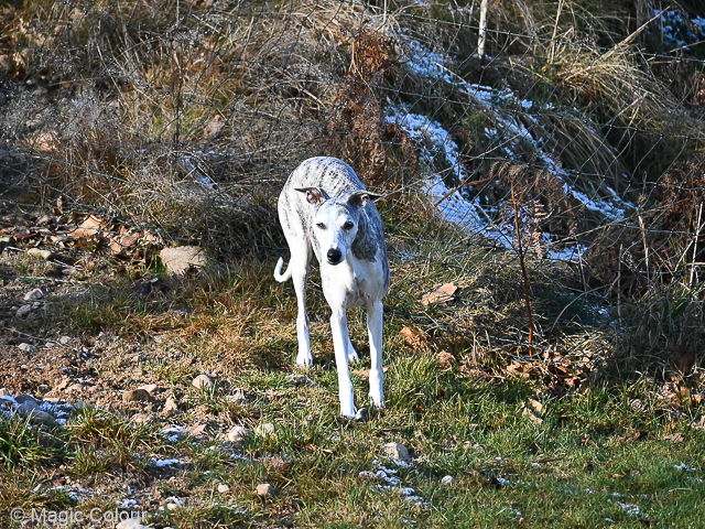 Kennel Magic Colour whippet