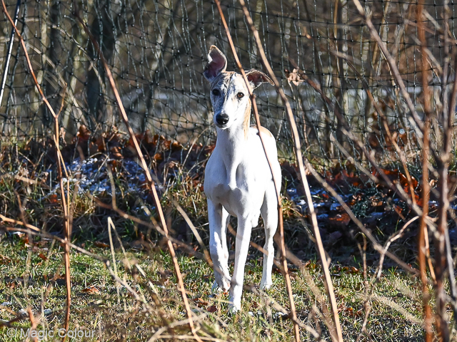 Kennel Magic Colour whippet