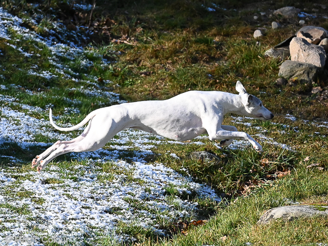 Kennel Magic Colour whippet