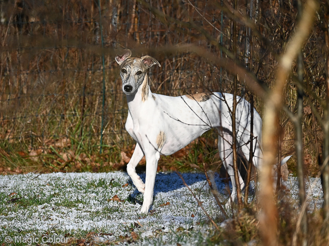 Kennel Magic Colour whippet