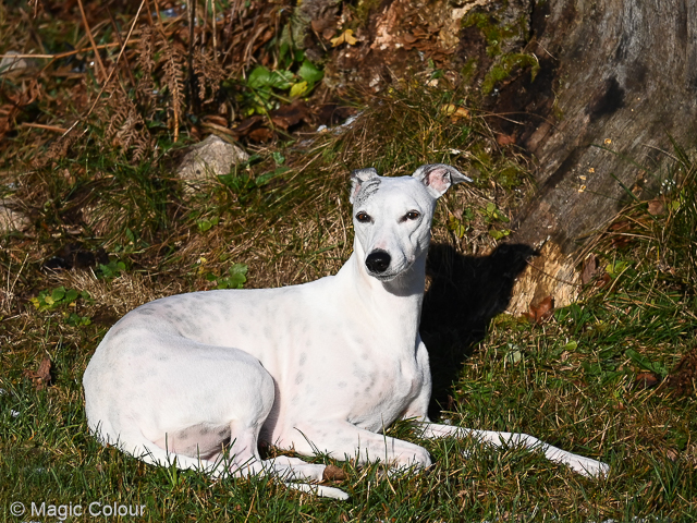 Kennel Magic Colour whippet