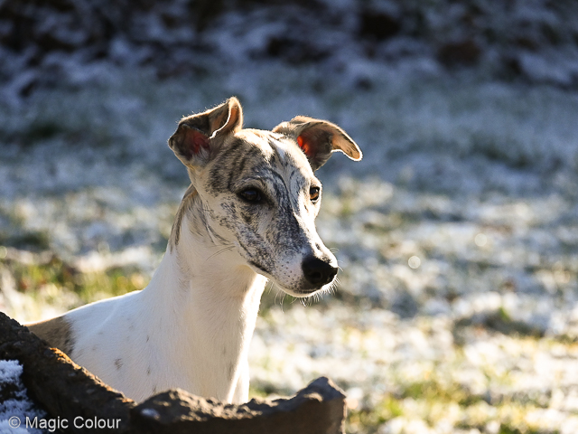 Kennel Magic Colour whippet