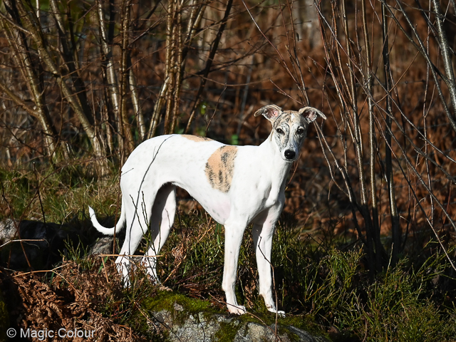 Kennel Magic Colour whippet