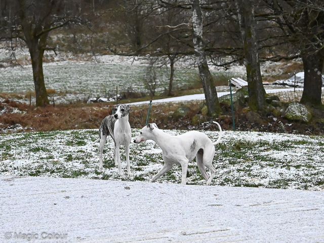 Kennel Magic Colour whippet