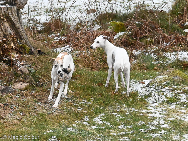 Kennel Magic Colour whippet