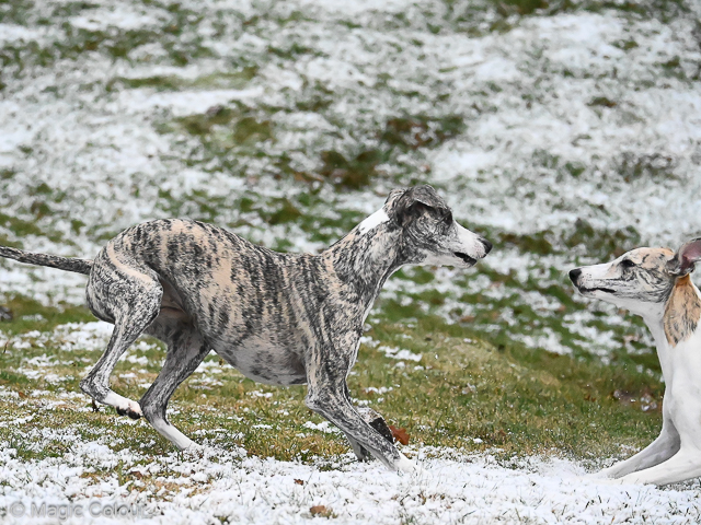 Kennel Magic Colour whippet