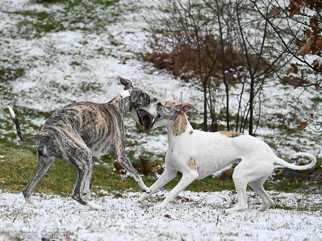 Kennel Magic Colour whippet