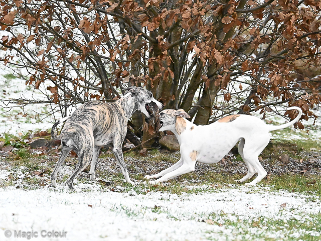 Kennel Magic Colour whippet