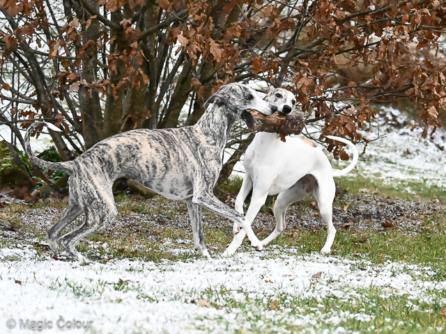 Kennel Magic Colour whippet