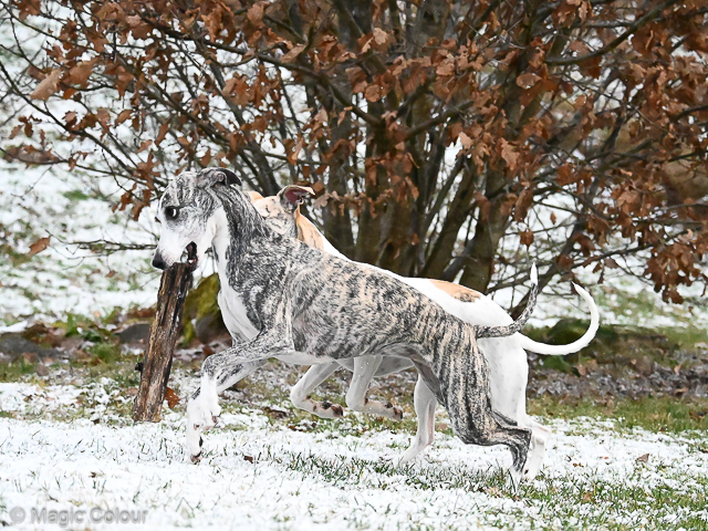 Kennel Magic Colour whippet