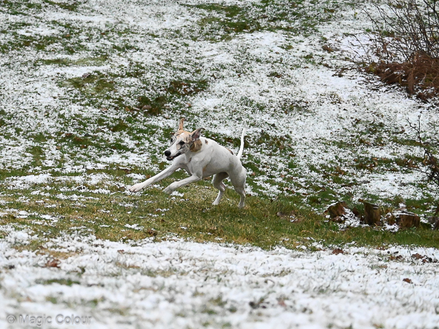 Kennel Magic Colour whippet