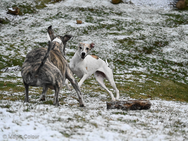 Kennel Magic Colour whippet