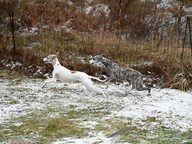 Kennel Magic Colour whippet