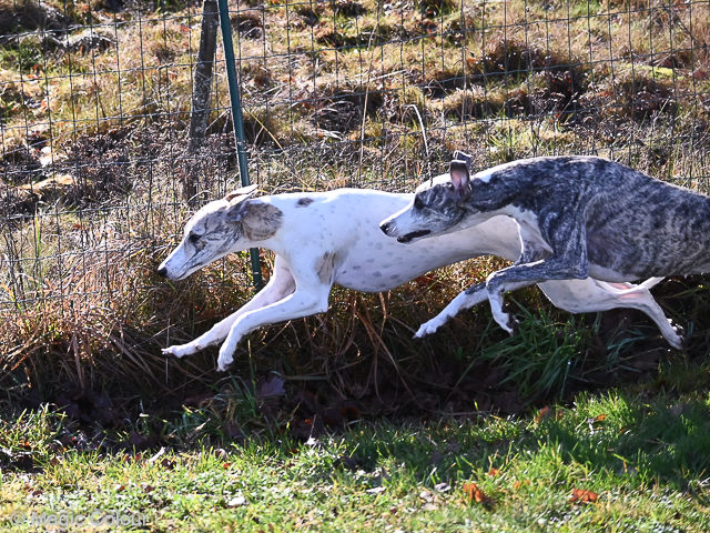 Kennel Magic Colour whippet