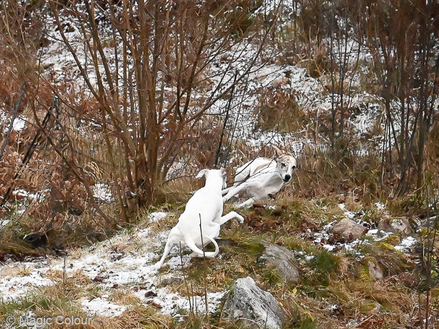 Kennel Magic Colour whippet