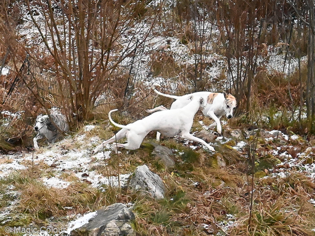 Kennel Magic Colour whippet